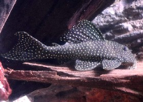 Giant White-spotted Pleco